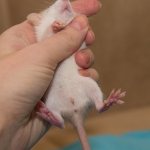 Определить пол крысы