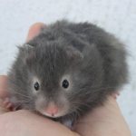 Tumor in a hamster: causes and treatment (bumps on the neck, stomach, sides and other parts of the body)
