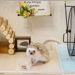 Reviews of hedgehogs kept at home