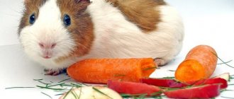 Pet and carrot