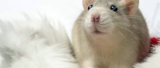 Плюсы и минусы домашних крыс: легко ли содержать, какие возможны бытовые сложности, отзывы владельцев