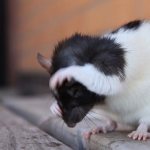 Почему крыса чешется: расчесывается до крови и болячек, что делать?