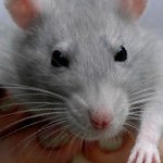 Why does a rat lick itself?