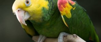 parrot amazon