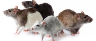 Породы домашних крыс