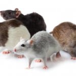 Breeds, varieties and colors of domestic rats, photographs and names