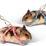 Hamster leash, harness and collar - description and comparison