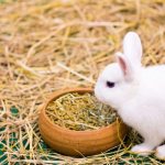 Правила кормления кроликов