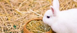 Rules for feeding rabbits