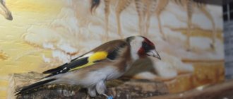 Goldfinch bird