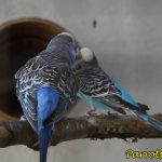 Breeding parrots at home: all stages of breeding