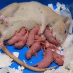 Роды у домашней крысы