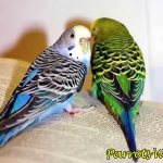 Самец или самочка: как правильно выбрать здорового волнистого попугая