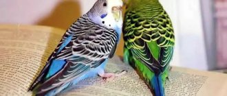 Male or female: how to choose the right healthy budgie