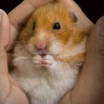 Syrian hamster in the palms
