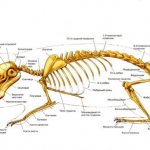 Скелет морской свинки