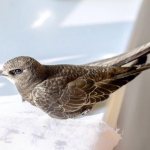 Стриж (50 фото): описание птицы, чем питается и где обитает