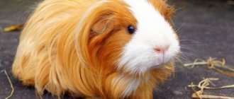 This is what a guinea pig looks like