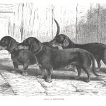 Dachshunds in a 19th century drawing