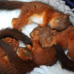 Mostly squirrels have 1-2 litters, in the southern regions there would be