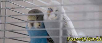 Волнистые попугаи спят