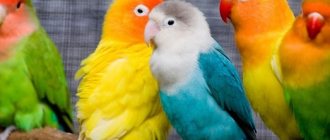 Choosing a name for a parrot: general tips, list of names