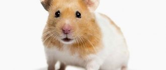 Hamster sounds: why does your pet squeak, yell or cry?